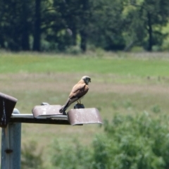 Falco cenchroides (Nankeen Kestrel) at Bega, NSW - 3 Dec 2018 by MatthewHiggins