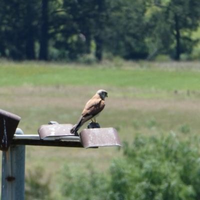 Falco cenchroides (Nankeen Kestrel) at Bega, NSW - 3 Dec 2018 by MatthewHiggins