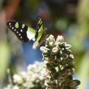 Graphium macleayanum at Acton, ACT - 22 Sep 2019