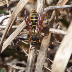 Polistes (Polistes) chinensis (Asian paper wasp) at Fyshwick, ACT - 25 Sep 2019 by Christine