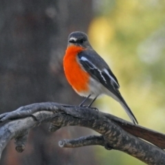 Petroica phoenicea (Flame Robin) at Paddys River, ACT - 25 Sep 2019 by RodDeb