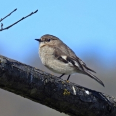 Petroica phoenicea (Flame Robin) at Paddys River, ACT - 25 Sep 2019 by RodDeb