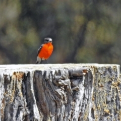 Petroica phoenicea at Paddys River, ACT - 25 Sep 2019