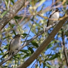 Petroica phoenicea at Paddys River, ACT - 25 Sep 2019 02:04 PM