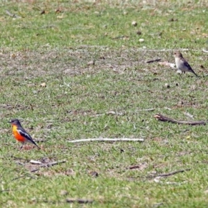 Petroica phoenicea at Paddys River, ACT - 25 Sep 2019 02:04 PM