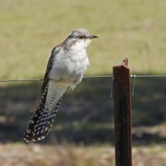 Cacomantis pallidus (Pallid Cuckoo) at Tidbinbilla Nature Reserve - 25 Sep 2019 by RodDeb