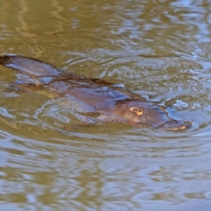 Ornithorhynchus anatinus at Paddys River, ACT - 25 Sep 2019 03:32 PM