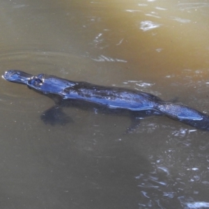 Ornithorhynchus anatinus at Paddys River, ACT - 25 Sep 2019 03:32 PM