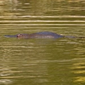 Ornithorhynchus anatinus at Paddys River, ACT - 25 Sep 2019 03:32 PM