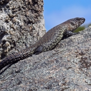 Egernia cunninghami at Paddys River, ACT - 25 Sep 2019