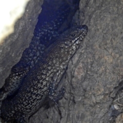 Egernia cunninghami at Paddys River, ACT - 25 Sep 2019