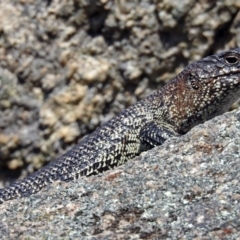 Egernia cunninghami at Paddys River, ACT - 25 Sep 2019