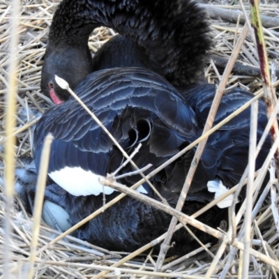 Cygnus atratus (Black Swan) at Paddys River, ACT - 25 Sep 2019 by RodDeb