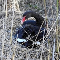 Cygnus atratus at Paddys River, ACT - 25 Sep 2019