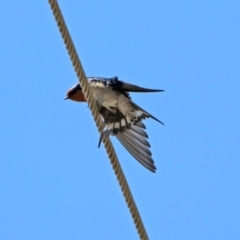 Hirundo neoxena at Kambah, ACT - 25 Sep 2019