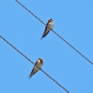 Hirundo neoxena at Kambah, ACT - 25 Sep 2019