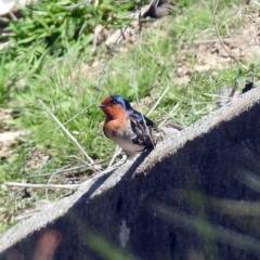 Hirundo neoxena at Kambah, ACT - 25 Sep 2019