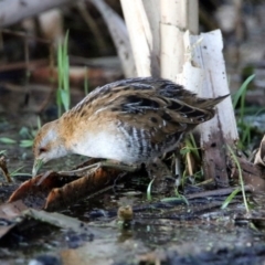 Zapornia pusilla at Fyshwick, ACT - 26 Sep 2019