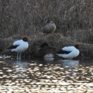 Recurvirostra novaehollandiae at Fyshwick, ACT - 26 Sep 2019