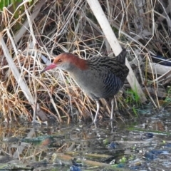 Lewinia pectoralis (Lewin's Rail) at Fyshwick, ACT - 26 Sep 2019 by RodDeb