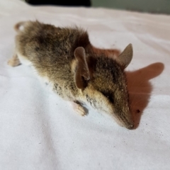 Sminthopsis murina (Common Dunnart) at Googong, NSW - 1 Sep 2019 by Wandiyali