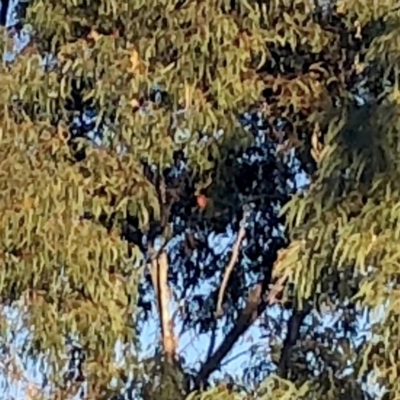 Callocephalon fimbriatum (Gang-gang Cockatoo) at Jerrabomberra, NSW - 27 Sep 2019 by Wandiyali