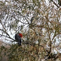 Callocephalon fimbriatum (Gang-gang Cockatoo) at Jerrabomberra, NSW - 9 Aug 2016 by Wandiyali