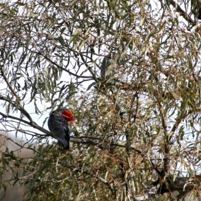 Callocephalon fimbriatum (Gang-gang Cockatoo) at Wandiyali-Environa Conservation Area - 9 Aug 2016 by Wandiyali