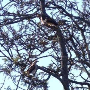 Haliastur sphenurus at Bega, NSW - 1 Jul 2019 03:01 PM