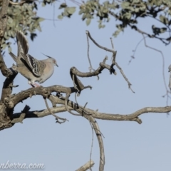 Ocyphaps lophotes (Crested Pigeon) at Hughes, ACT - 14 Sep 2019 by BIrdsinCanberra