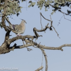 Ocyphaps lophotes at Hughes, ACT - 14 Sep 2019