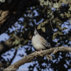 Ocyphaps lophotes at Hughes, ACT - 14 Sep 2019