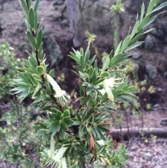 Styphelia triflora (Five-corners) at Majura, ACT - 29 Mar 2014 by AaronClausen