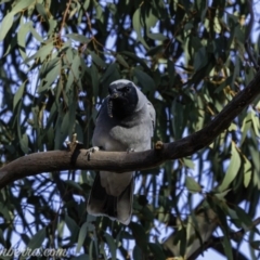 Coracina novaehollandiae (Black-faced Cuckooshrike) at Hughes, ACT - 14 Sep 2019 by JonSteinbeck