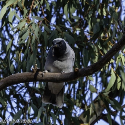 Coracina novaehollandiae (Black-faced Cuckooshrike) at Hughes, ACT - 14 Sep 2019 by JonSteinbeck