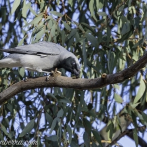 Coracina novaehollandiae at Hughes, ACT - 14 Sep 2019