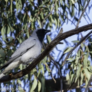 Coracina novaehollandiae at Hughes, ACT - 14 Sep 2019