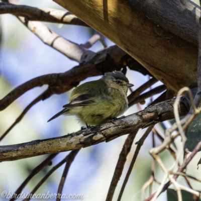 Smicrornis brevirostris (Weebill) at Deakin, ACT - 13 Sep 2019 by BIrdsinCanberra