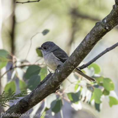 Pachycephala pectoralis (Golden Whistler) at Deakin, ACT - 13 Sep 2019 by BIrdsinCanberra