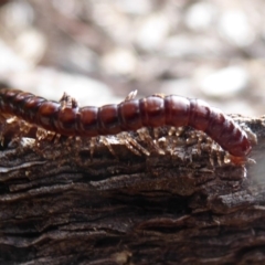 Diplopoda (class) (Unidentified millipede) at Acton, ACT - 22 Sep 2019 by Christine