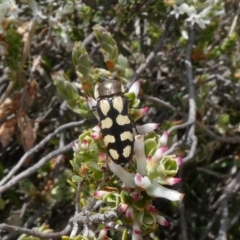 Castiarina decemmaculata (Ten-spot Jewel Beetle) at Theodore, ACT - 16 Oct 2018 by Owen
