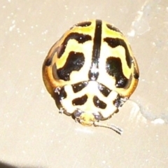 Cleobora mellyi (Southern Ladybird) at Acton, ACT - 22 Sep 2019 by Christine