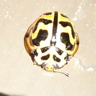 Cleobora mellyi (Southern Ladybird) at ANBG - 22 Sep 2019 by Christine