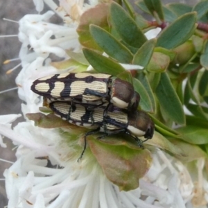 Castiarina decemmaculata at Theodore, ACT - 16 Oct 2018