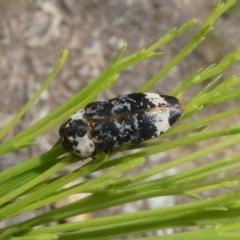 Hypocisseis suturalis (Cherry Ballart Jewel Beetle) at Theodore, ACT - 19 Dec 2018 by owenh