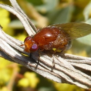 Lauxaniidae (family) at Acton, ACT - 22 Sep 2019 11:03 AM