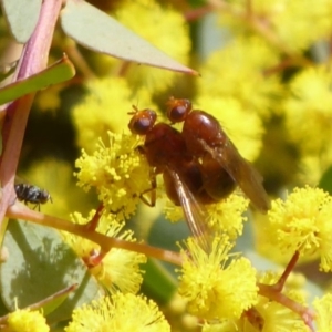 Lauxaniidae (family) at Acton, ACT - 22 Sep 2019 11:03 AM