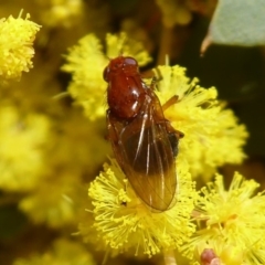 Lauxaniidae (family) at Acton, ACT - 22 Sep 2019 11:03 AM