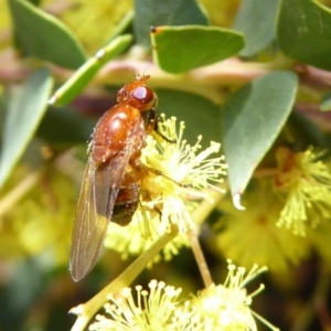 Lauxaniidae (family) at Acton, ACT - 22 Sep 2019 11:03 AM