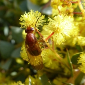 Lauxaniidae (family) at Acton, ACT - 22 Sep 2019 11:03 AM